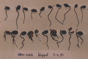 seeds