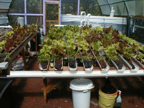 greenhouse