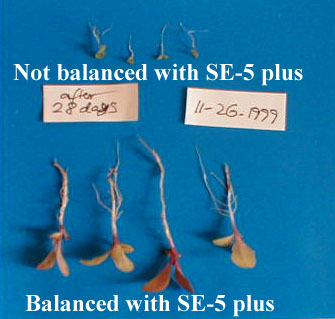 seeds