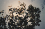 trees before