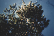 trees AFTER