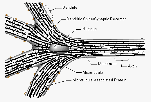 microtubles